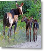 Moose Mom And Babies Metal Print