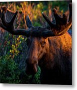 Moose Sunrise Metal Print