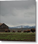 Mormon Row Buffalo Metal Print