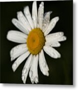 Morning Daisy Metal Print