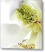 Morning Dew Magnolia Metal Print