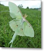 Morning Dew Metal Print