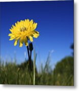 Morning Flower Metal Print