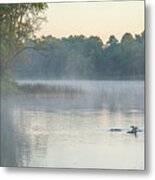 Morning Gathering Metal Print