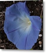 Morning Glory Metal Print