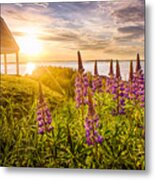 Lupines Bailey Island Metal Print