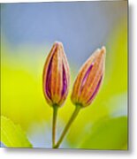 Morning Joy Metal Print