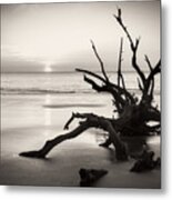 Morning Sun On Driftwood Beach In Black And White Metal Print