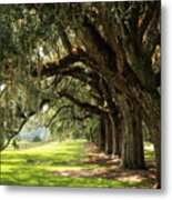 Morning Under The Mossy Oaks Metal Print