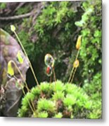 Moss And Dewdrops Metal Print