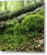 Moss Metal Print