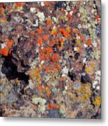 Moss Lichen Abstract Metal Print