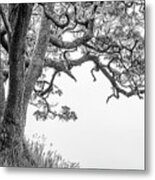 Mossy Tree Metal Print