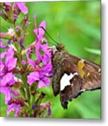 Moth Metal Print