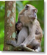 Mother And Baby Monkey Metal Print