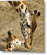 Mother Giraffe With Her Baby Metal Print