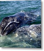 Mother Grey Whale And Baby Calf Metal Print