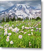 Mount Rainier And A Meadow Of Aster Metal Print