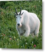 Mountain Goat And Wildflowers Metal Print