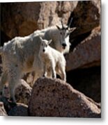 Mountain Goat Mom To The Rescue Metal Print