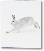 Mountain Hare Running Metal Print