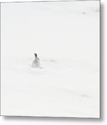 Mountain Hare Small In Frame Left Metal Print