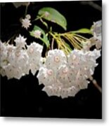 Mountain Laurel Metal Print