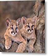 Mountain Lion Cubs Felis Concolor Captive Metal Print