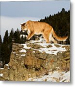 Mountain Lion On Rocks Metal Print