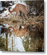 Mountain Lion Reflection Metal Print