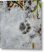 Mountain Lion Tracks In Snow Metal Print
