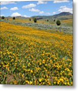 Mountain Meadows Of Yellow Wildflowers Metal Print