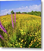 Mountain Of Summer Flowers In The Blue Ridge Metal Print