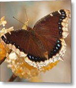 Mourning Cloak Butterfly Metal Print