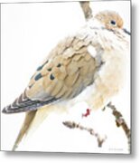 Mourning Dove, Snowy Morning Metal Print