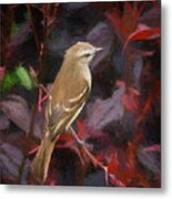 Mouse Colored Tyrannulet Panaca Quimbaya Colombia Metal Print