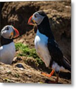 Mr And Mrs Puffin Metal Print