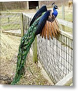 Mr. Flying Peacock Metal Print