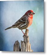 Mr House Finch Perched On Blues Metal Print