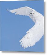 Mr Snowy Owl Metal Print