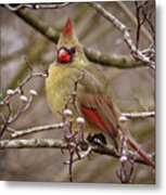 Mrs Cardinal Metal Print