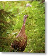 Mrs. Tom Turkey Print Metal Print