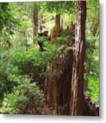 Muir Woods Metal Print