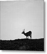 Mule Deer I Bw Sq Metal Print