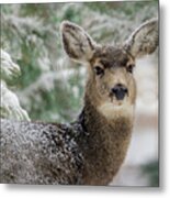 Mule Deer In Snow 2 Metal Print