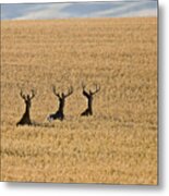 Mule Deer In Wheat Field Metal Print