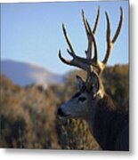 Mule Deer Royalty Metal Print