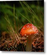 Mushroom Metal Print