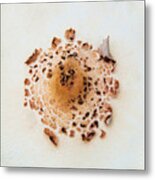 Mushroom Cap Metal Print