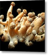 Mushroom Fingers In Ne Metal Print